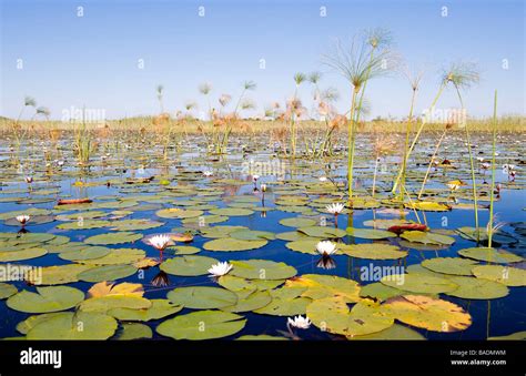 Botswana, North-west district, Okavango delta, papyrus Stock Photo - Alamy