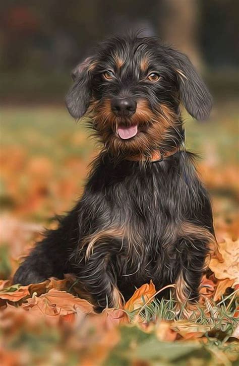 Wirehaired Dachshund Puppy Dog | Wire haired dachshund, Puppies, Dachshund puppy