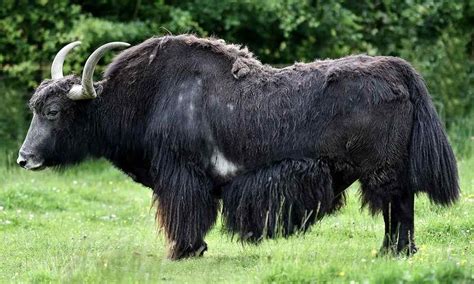 Yak - Lake District Wildlife Park