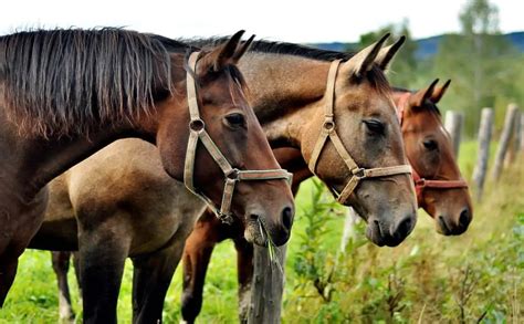 How Smart Are Horses? (They Are Smarter Than You Think)