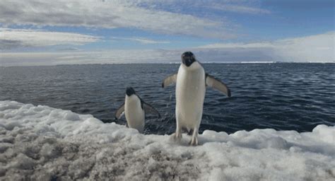 Jump Penguins GIF by Disneynature - Find & Share on GIPHY