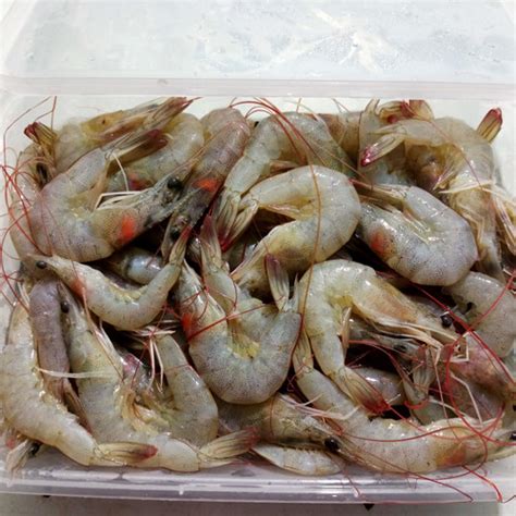 Jual Udang VANAME Segar / Udang Vaname Size Sedang - 500gr - Jakarta Barat - annamustikashop ...