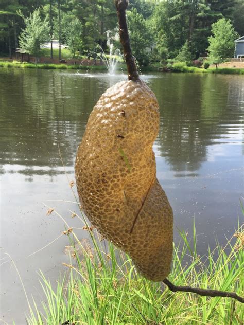 What is This in My Pond? Bryozoan - Phylactolaemata? / Platinum Ponds ...