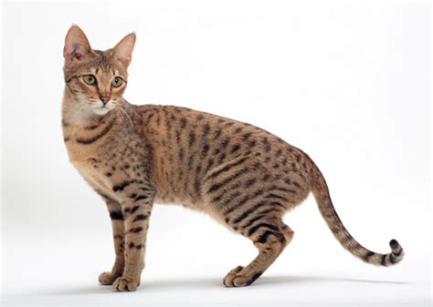 8 Cat Breeds That Resemble Tigers, Leopards and Other Wild Cats - Photo Gallery - Vetstreet ...