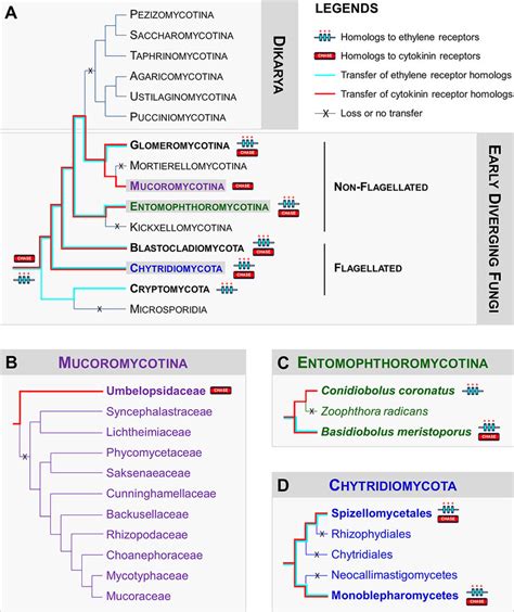 Distribution of homologs to ethylene and cytokinin receptors in the ...