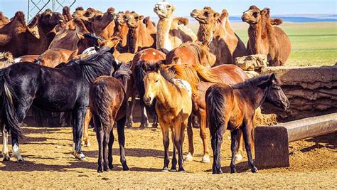 Are Camels Faster Than Horses? - A-Z Animals