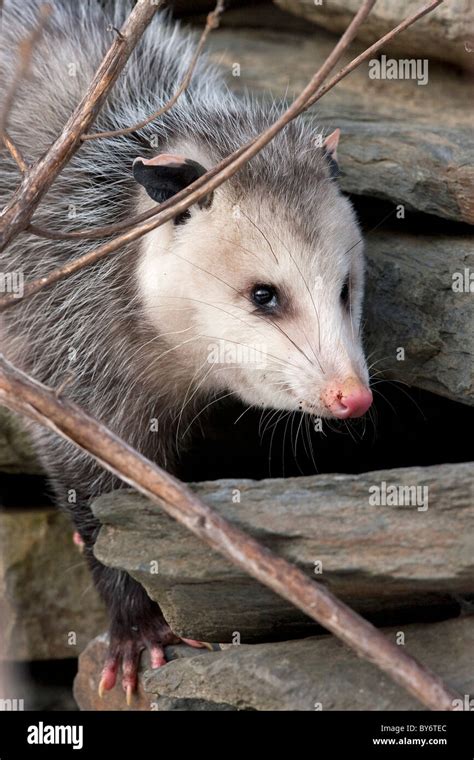 opossum, Didelphis virginiana, marsupial, North America, USA Stock Photo - Alamy