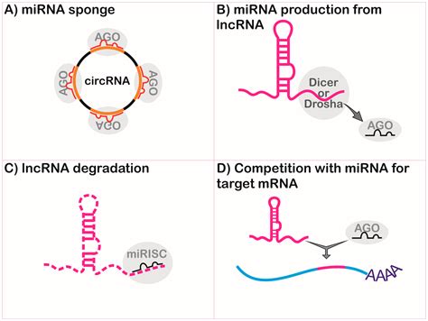 ncRNA | Free Full-Text | Long Non-Coding RNAs in the Regulation of Gene Expression: Physiology ...