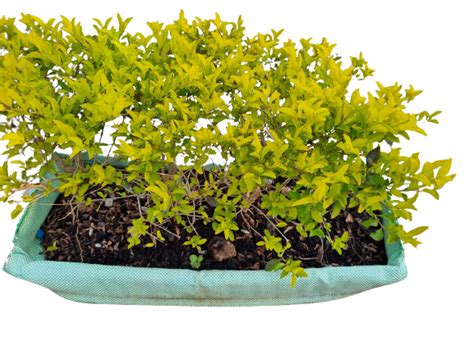 Duranta Gold (Sheena's Gold) Hedge 75x30cm – Gardenvale