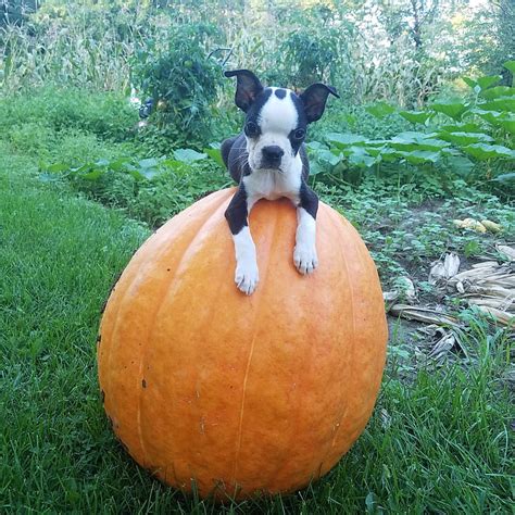 1920x1080px, 1080P free download | Fall time puppy, boston terrier, dog ...