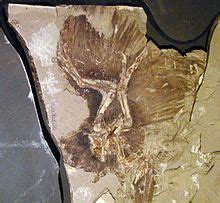 Anchiornis – Wikipedia