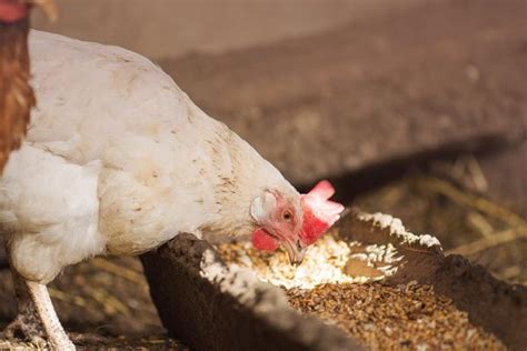 Organic Chicken Feed: What to Know Before Buying