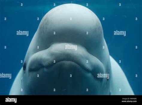 Whale face hi-res stock photography and images - Alamy