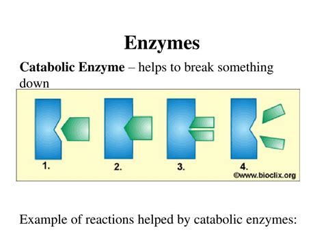 PPT - Enzymes, Photosynthesis, & Cellular Respiration Entire Unit PowerPoint Presentation - ID ...