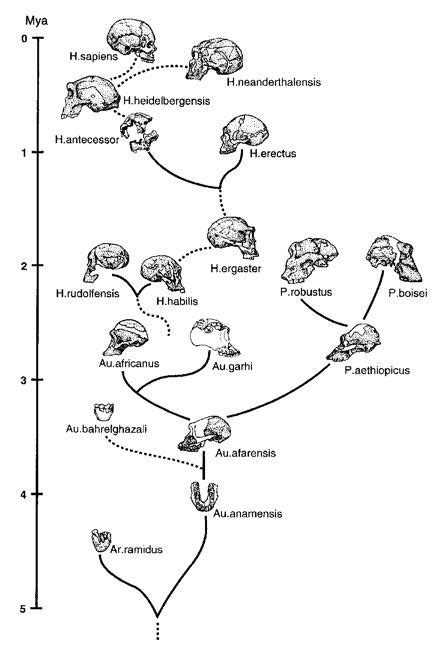 human family tree - Google Search Human Family Tree, Homo Heidelbergensis, Ancestry Tree, Indian ...