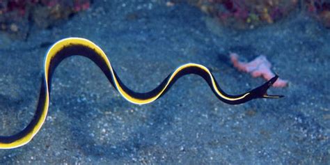 Ribbon Eel Facts - Colourful, Crazy and Weird Critters