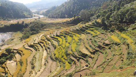 rice farming in a mountain landscape nepal