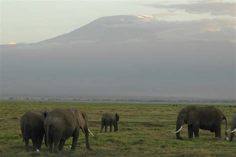 DSC_7387 | Elephants below Mount Kilimanjaro at sunset, Ambo… | Flickr