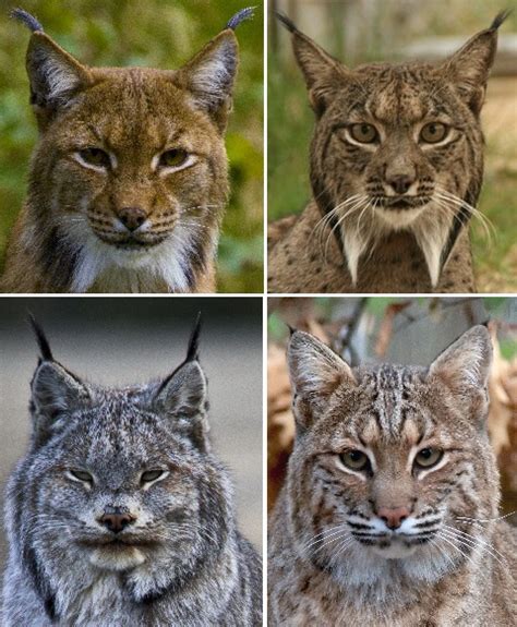 Eurasian Lynx Habitat