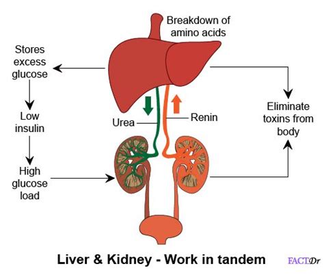 Supplement for kidney and liver