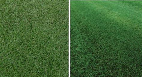 Bermudagrass vs. Tall Fescue: Differences Between These Turf Types ...