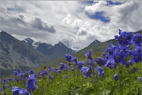 Meet the Blue Poppy, National Flower of Bhutan