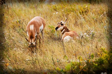 Custer State Park, South Dakota on Behance