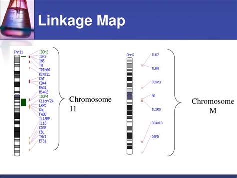 Understanding What Information Does A Linkage Map Provide - Map Of Europe