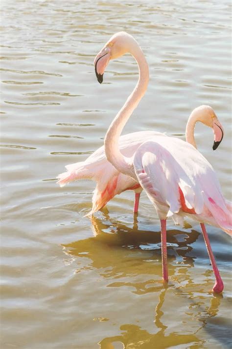 Pink Flamingo, Greater Flamingo in Their Natural Environment Phoenicopterus Roseus Stock Photo ...