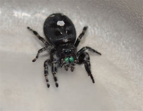 Submitted Pics - Jumping Spiders | Michigan Spiders