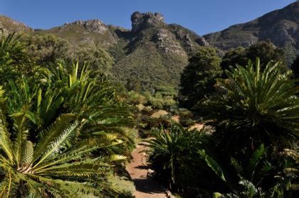 Kirstenbosch NBG: Cycad Amphitheatre - SANBI