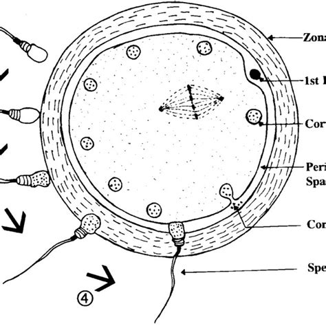 Schematic diagram to show various steps in the process of... | Download Scientific Diagram