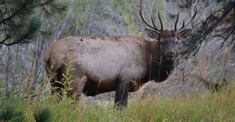 Free stock photo of elk, Estes Park, wildlife