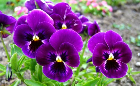 Pansy flower|Pictures of flowers