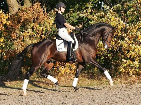 Dressage Horses for Sale - Peter Berkers Sporthorses