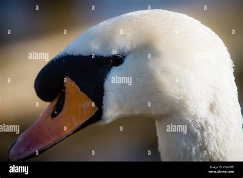 Stanwick Lakes Nature Reserve Northamptonshire Wildlife and Landscape Stock Photo - Alamy