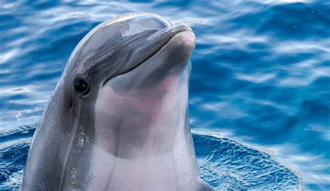 Scientists Found a Wild Dolphin That Might 'Speak' Porpoise