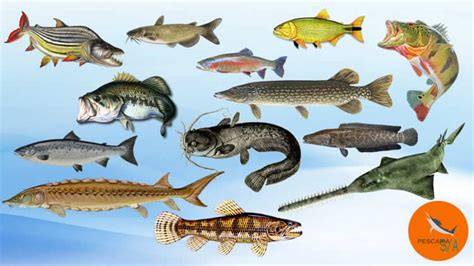 Top 13 species of freshwater fish in world sport fishing - Pescaria S/A