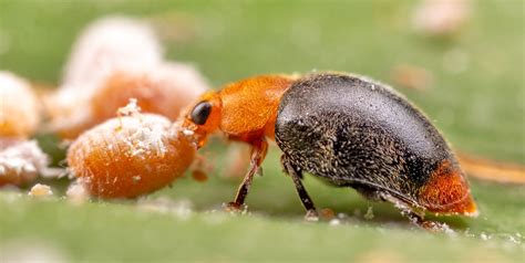 Cryptolaemus montrouzieripredatore di cocciniglie cotonose