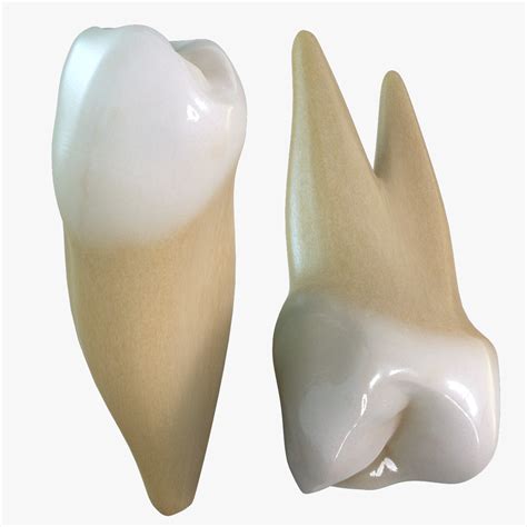 3d teeth premolars model