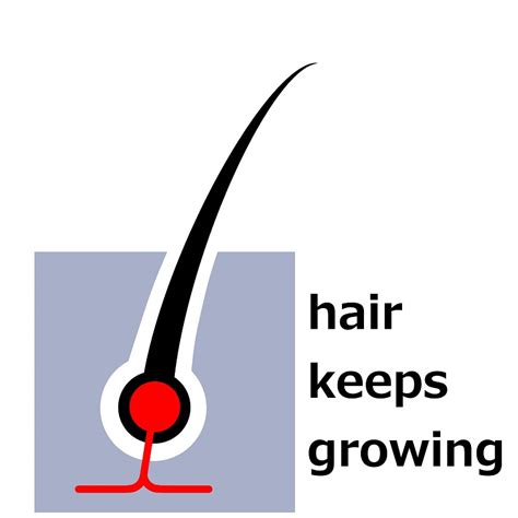 Thinning Hair and the Hair Growth Cycle - Long-established ED Clinic in Tokyo