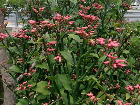 Euphorbia tithymaloides - Devil's Backbone | World of Succulents