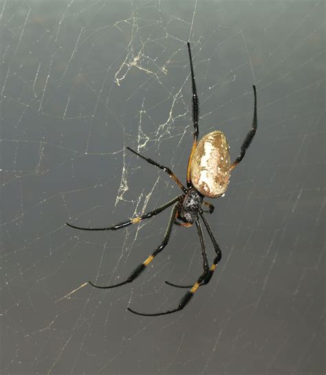 Silk spider | Web-spinning, Venomous, Nocturnal | Britannica