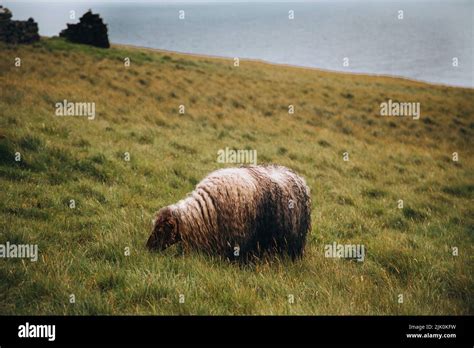 Faroe Islands Sheep on the Faroe Islands Stock Photo - Alamy