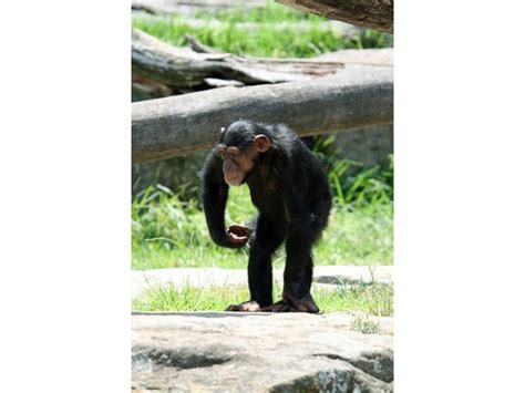 Chimpanzee Strength Facts (with Pictures) | eHow