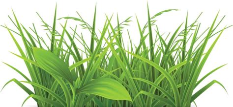 Decorative grass borders vectors