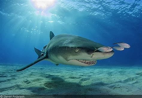 Underwater Shark Photography