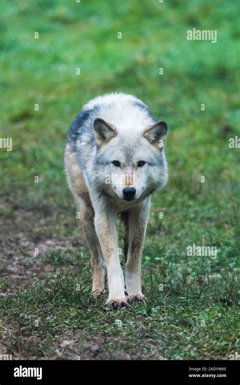 Northwestern Wolf High Resolution Stock Photography and Images - Alamy