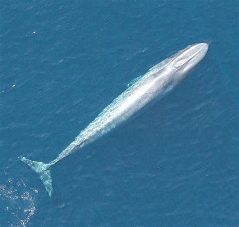 California blue whales rebound from whaling; first of their kin to do ...