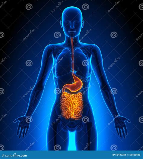 Guts - Female Organs - Human Anatomy Stock Illustration - Image: 55439296